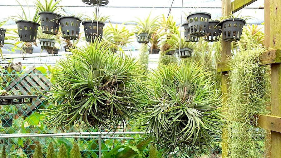 This is What Air Plant Paradise Looks Like - The Tender Gardener