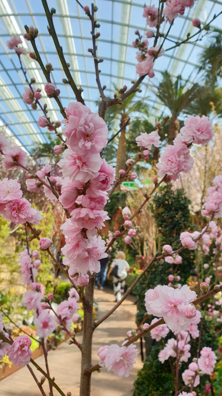 Sakura Matsuri 2020 at Gardens by the Bay | The Tender ...