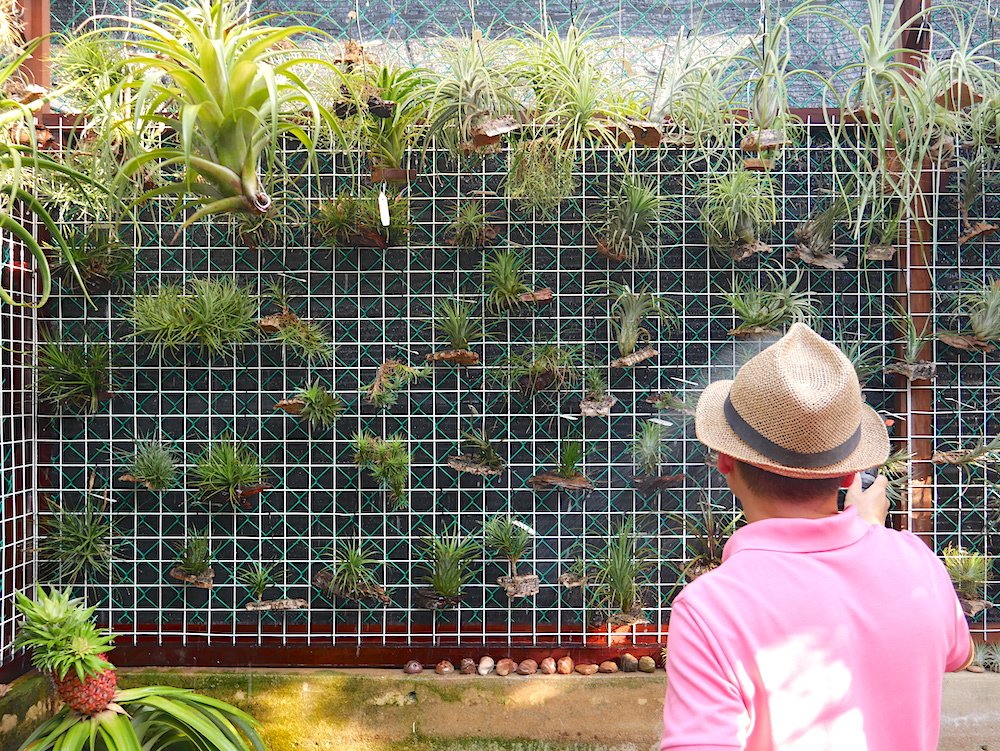 watering air plants singapore