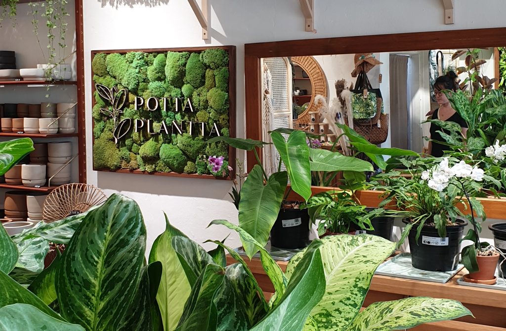 Potta Plantta - where to buy plants in Singapore
