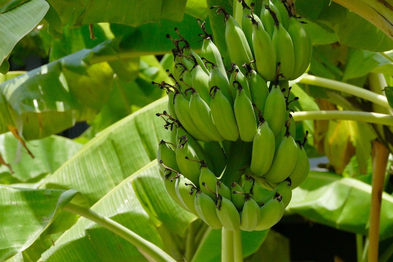 How to Grow Bananas: Tips for Beginners | The Tender Gardener