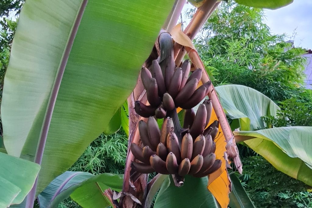 How to grow bananas