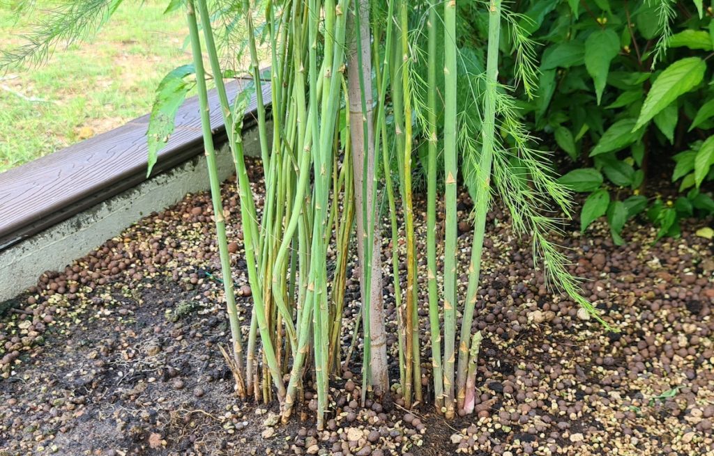 how to grow asparagus in Singapore