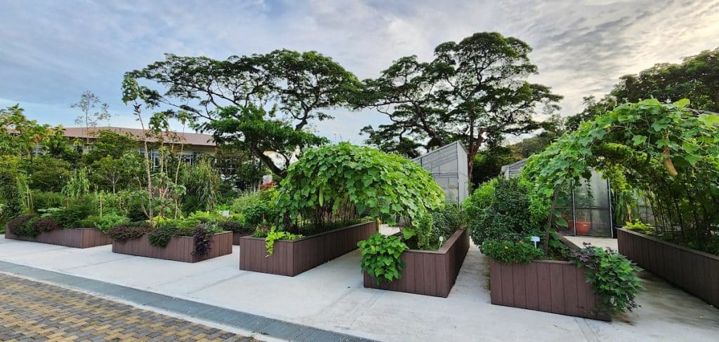 urban farms to visit in Singapore